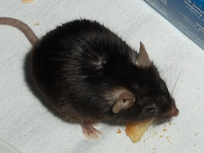 Black laboratory mouse seen from above on a white surface