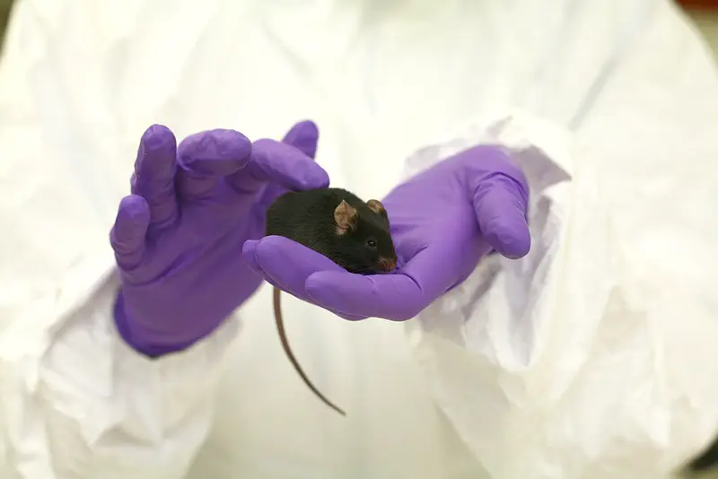 Black laboratory mouse held in gloved hands