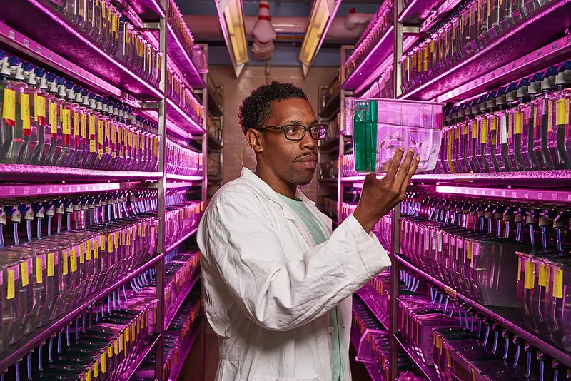 Researcher inspecting a zebrafish tank in an aquatic facility
