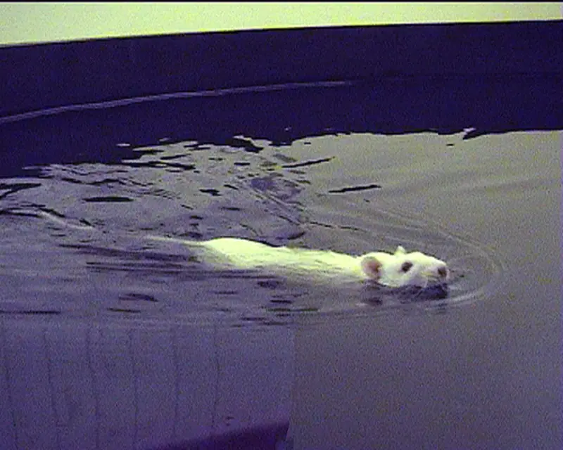 White rat swimming in a Morris water maze