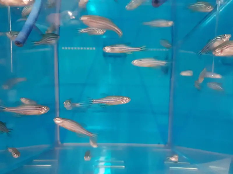 Zebrafish swimming in a laboratory aquarium